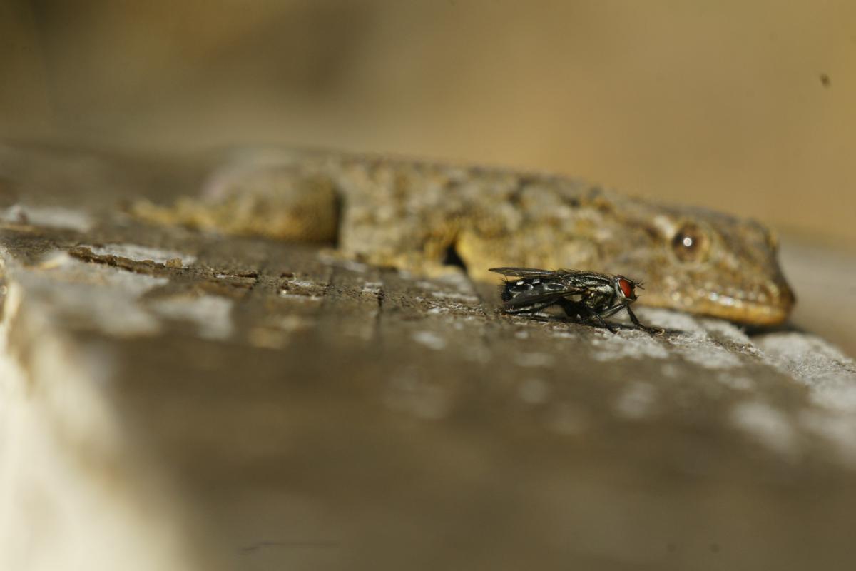 rszDSC02190_1200x800