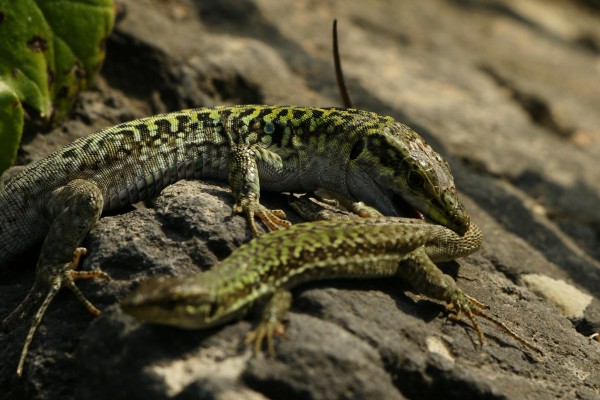 rszdsc01576crop_2048x1366
